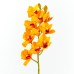 Cymbidium, Yellow - H238001-Y