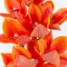 Cymbidium, Orange - H238001-O