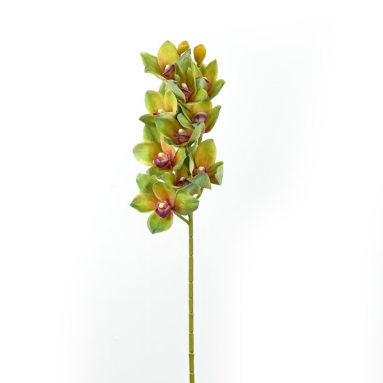 Cymbidium, Green - H238001-G