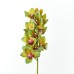 Cymbidium, Green - H238001-G