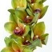 Cymbidium, Green - H238001-G