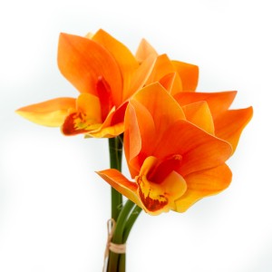 Orchid, 4 Flowers, Orange - H19118005-O