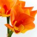 Orchid, 4 Flowers, Orange - H19118005-O