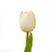 Tulip, White - CH0645-W