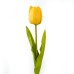 Tulip, Yellow - CH0645-Y