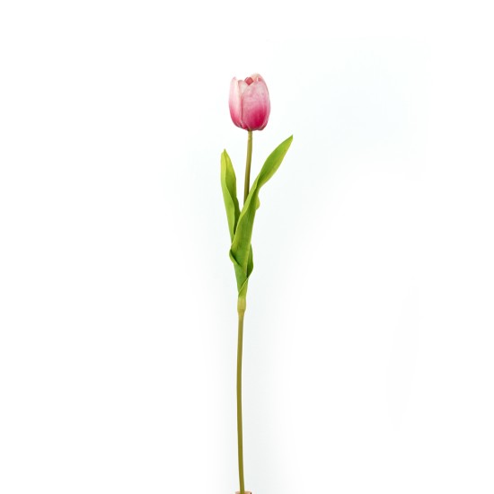 Tulip, Red - CH0645-R