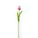 Tulip, Red - CH0645-R