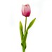 Tulip, Red - CH0645-R