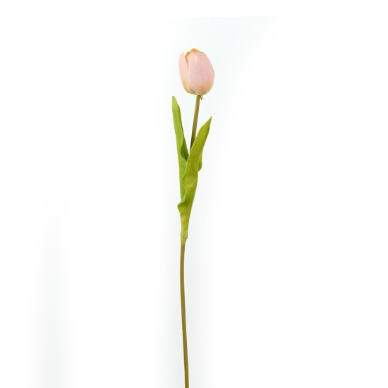 Tulip, Pink - CH0645-P