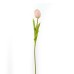 Tulip, Pink - CH0645-P