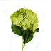 Hydrangea, Green - H19118010-G