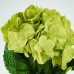 Hydrangea, Green - H19118010-G